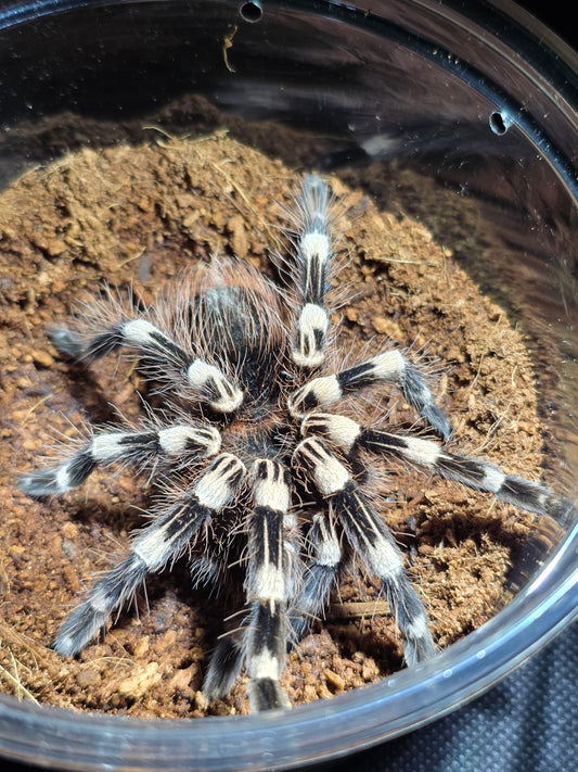 Acanthoscurria geniculata (Brazilian white knee)