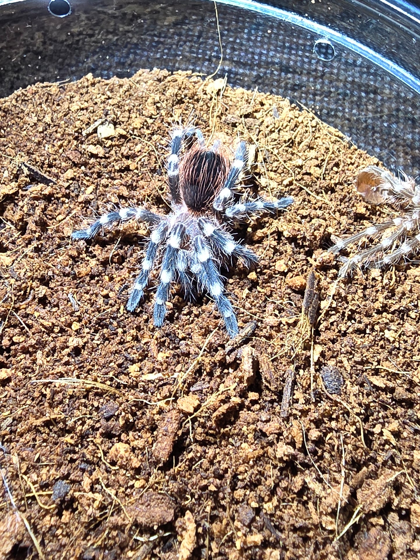 Acanthoscurria geniculata