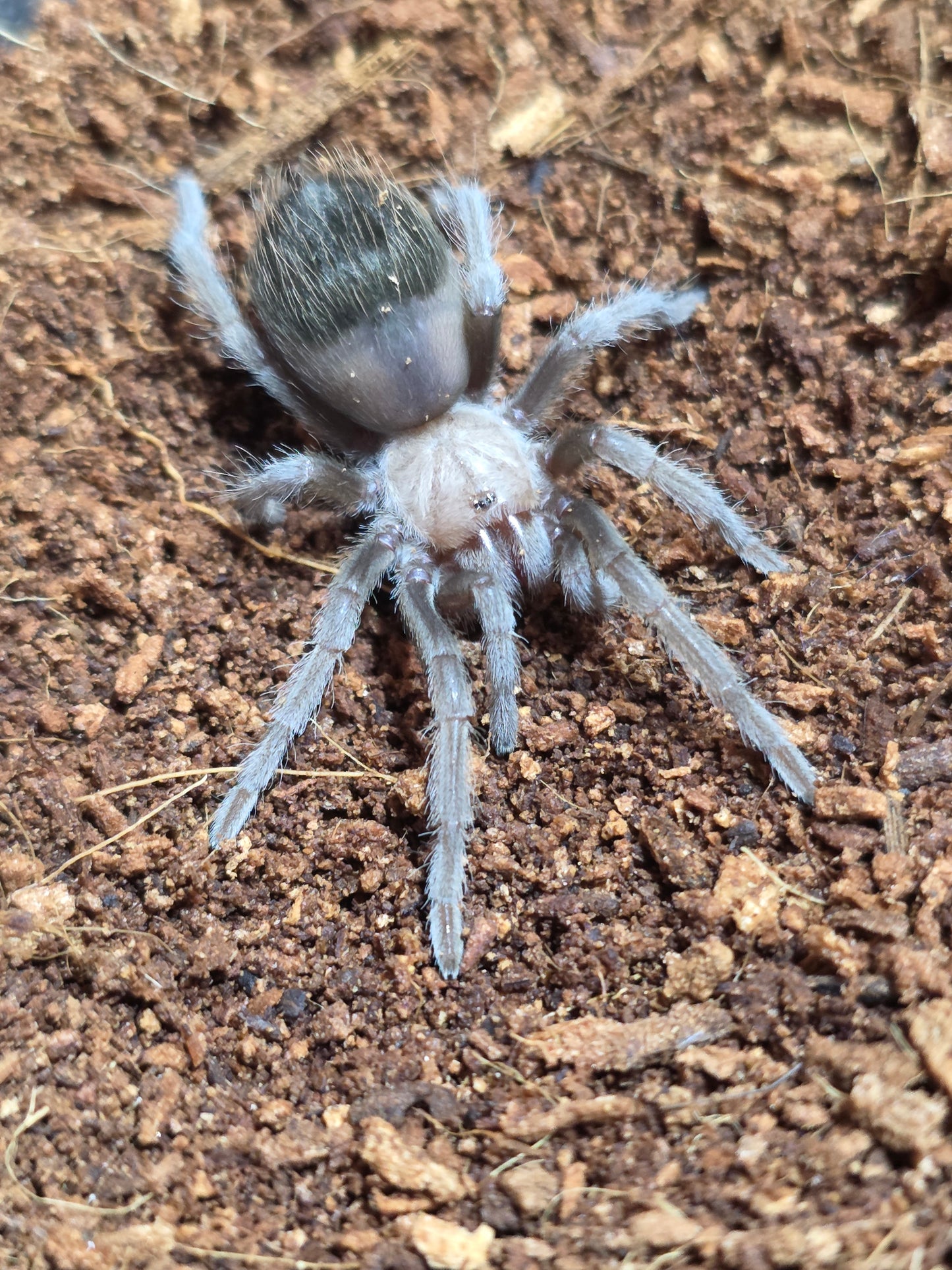 Brachypelma albiceps (Golden red rump)