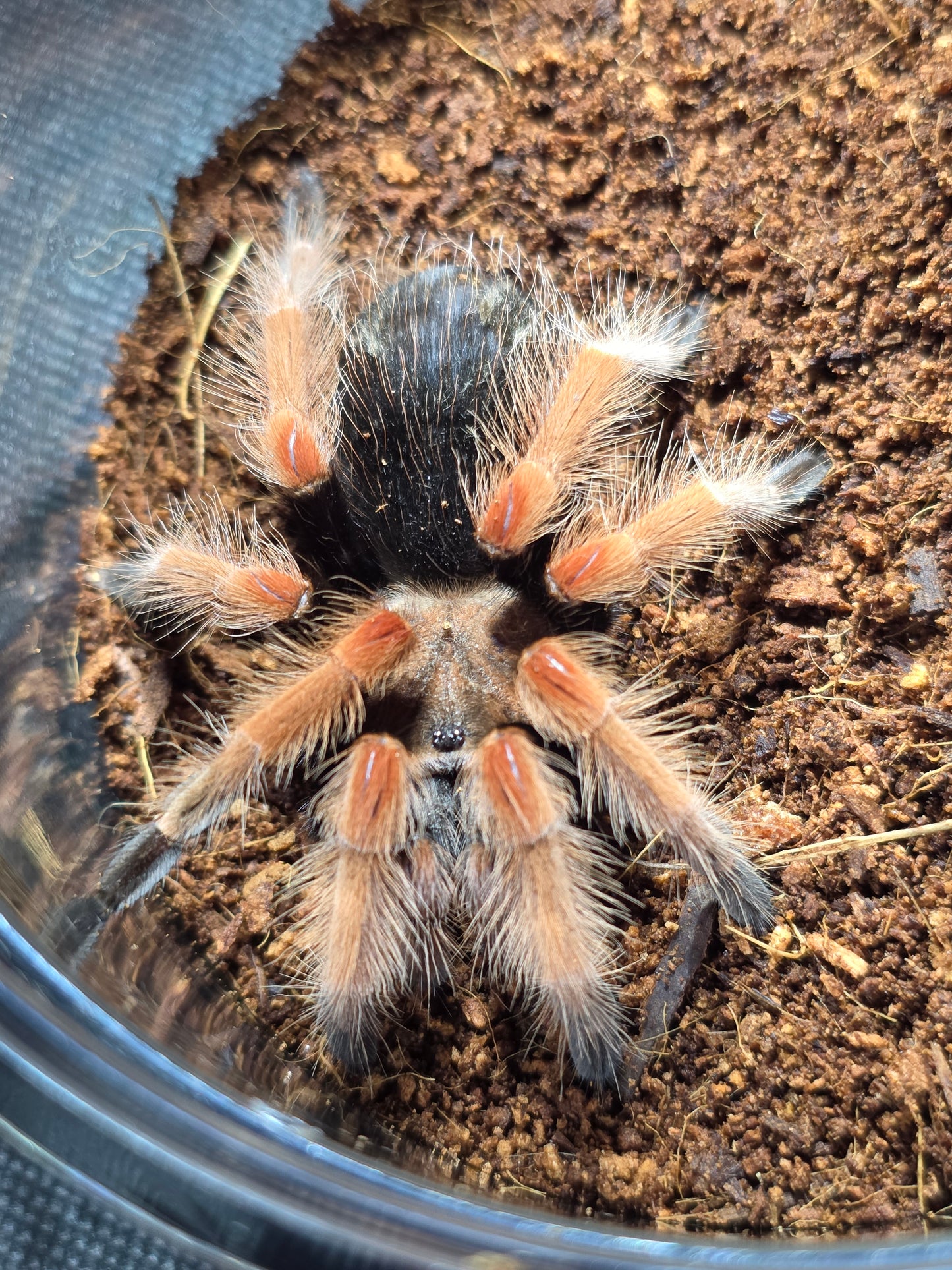 Brachypelma boehmei