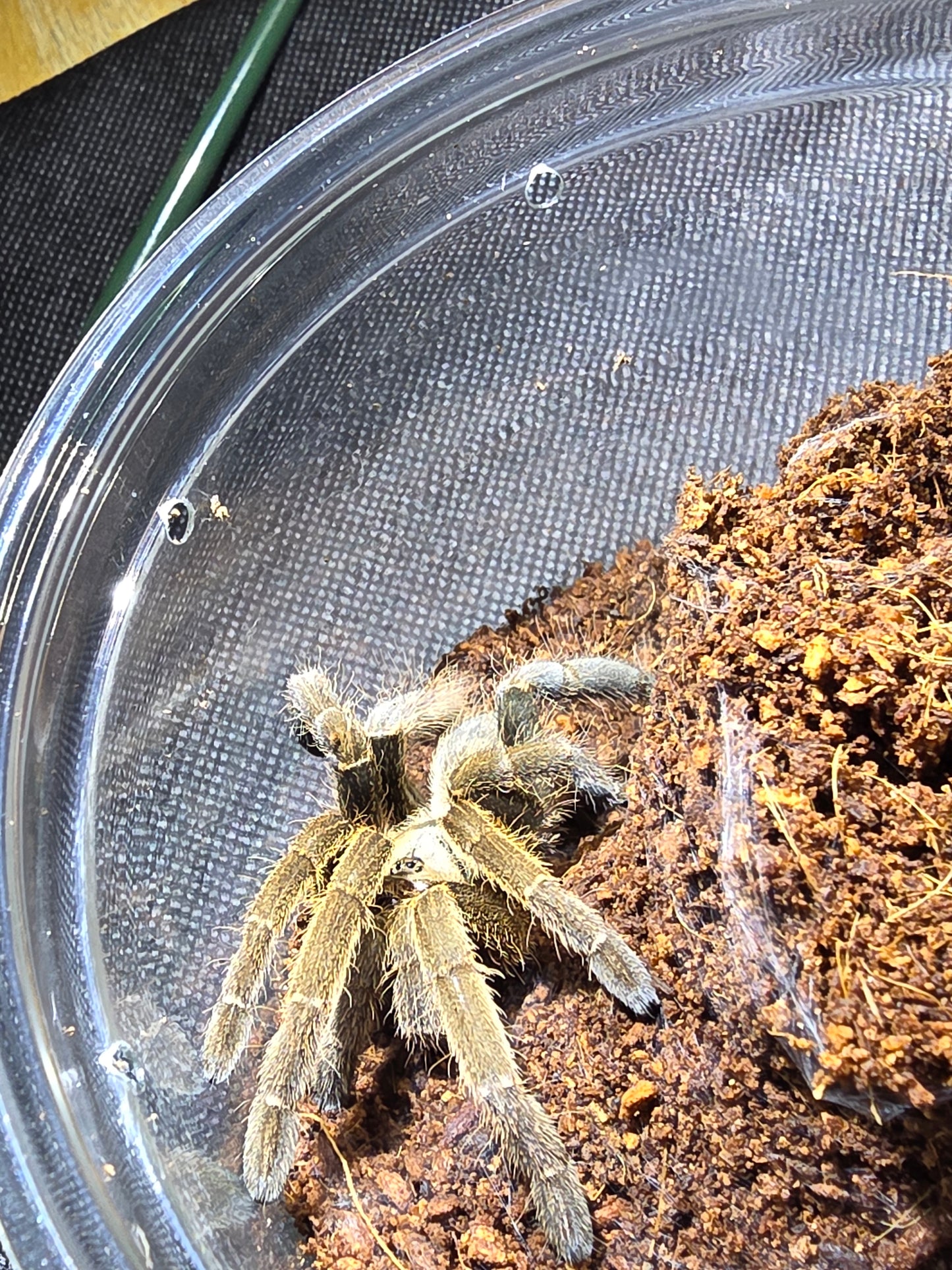 Citharognathus tongmianesnsis (Chinese stout leg earth tiger)