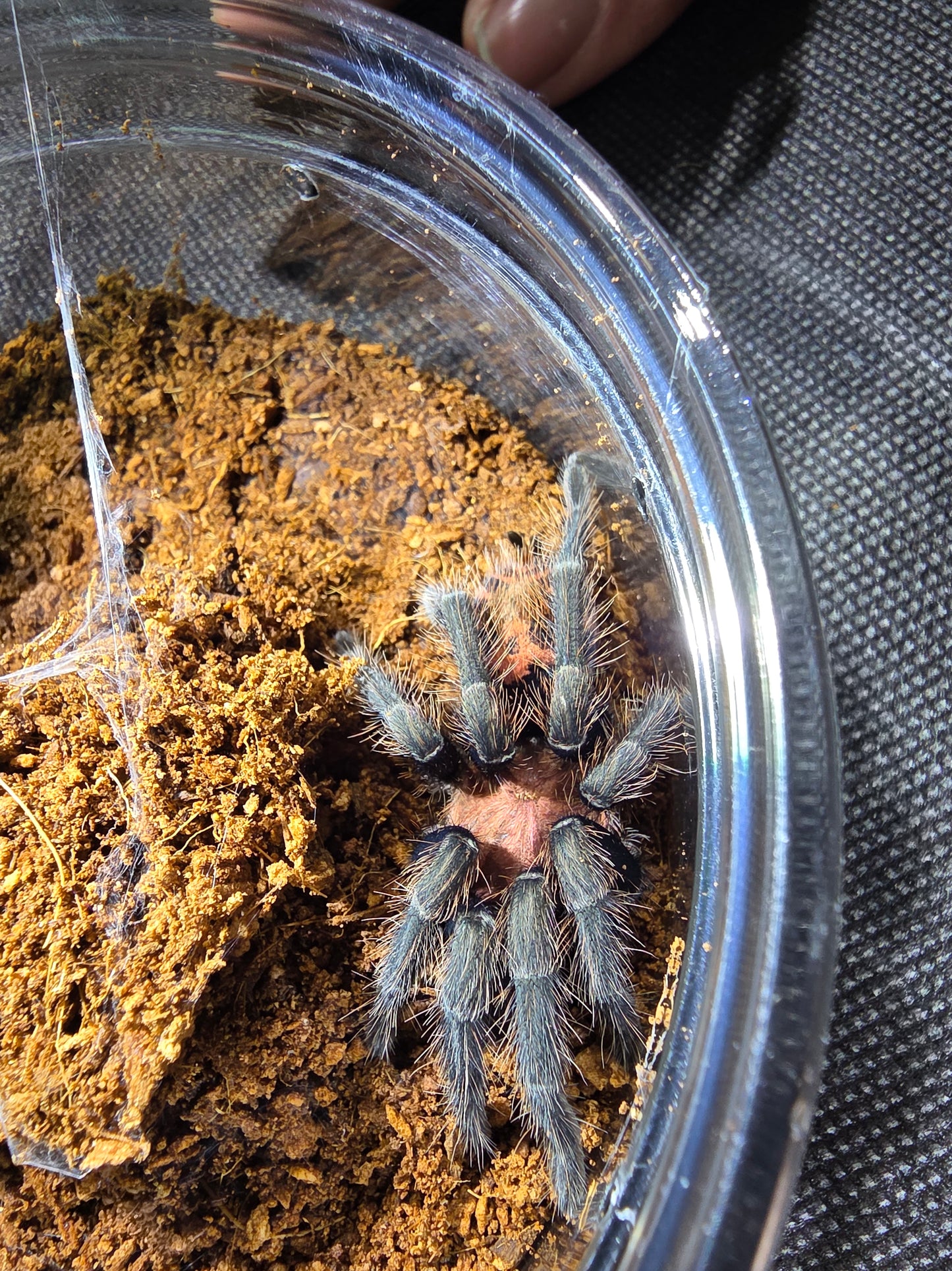 Davus pentaloris (Guatemalan tiger rump)