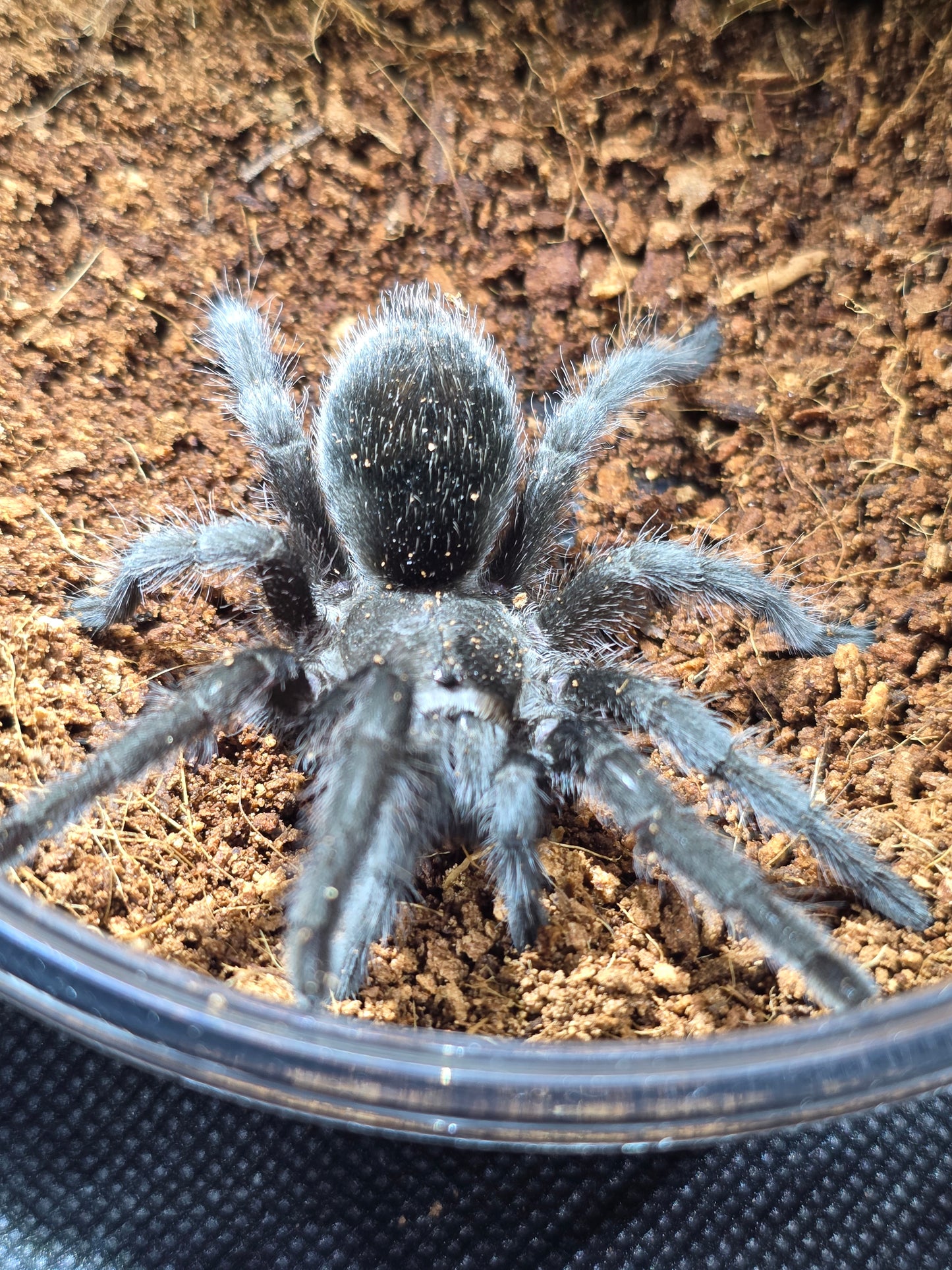 Grammostola pulchra
