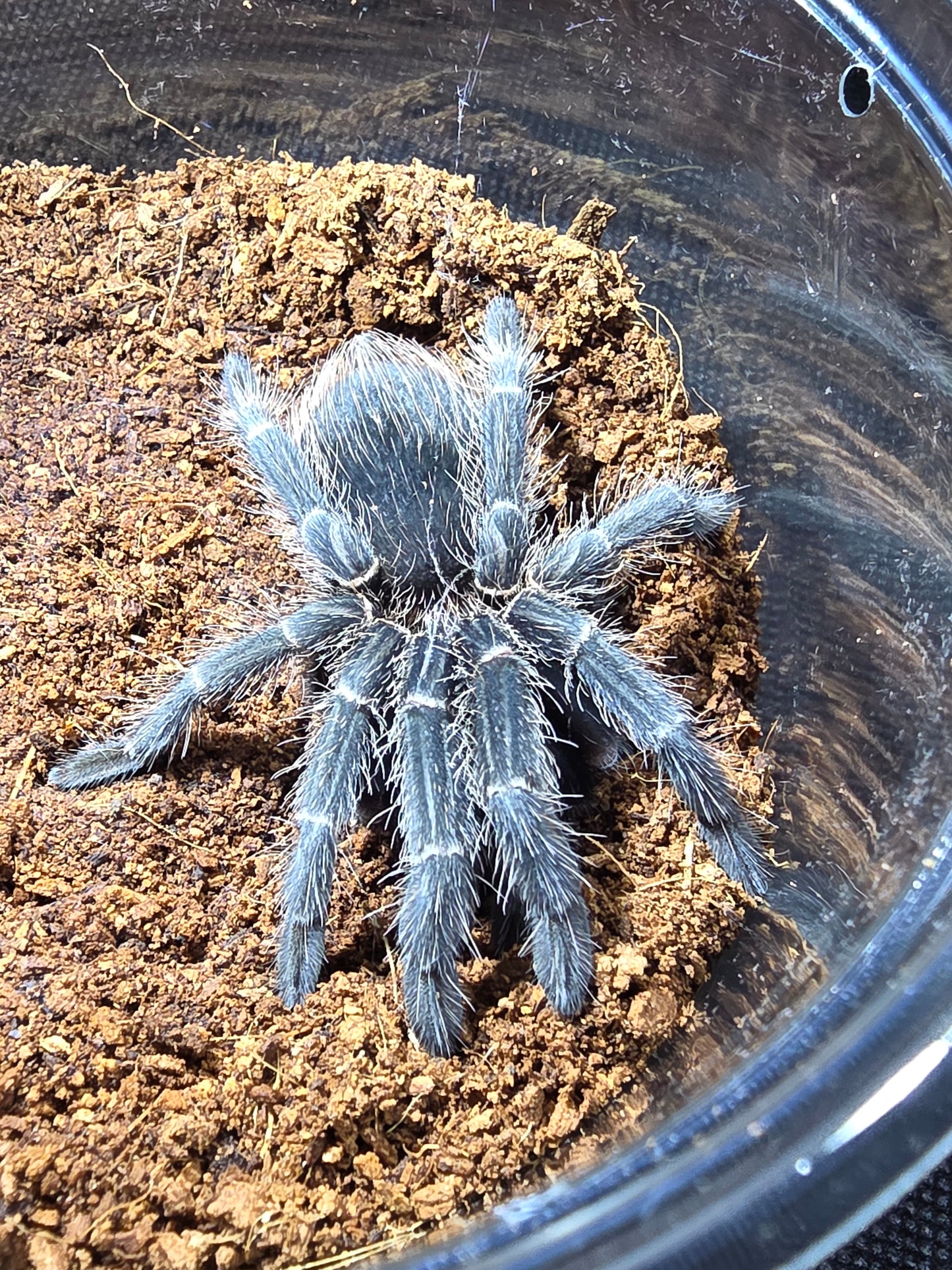 Lasiodora parahybana (Brazilian salmon pink birdeater)