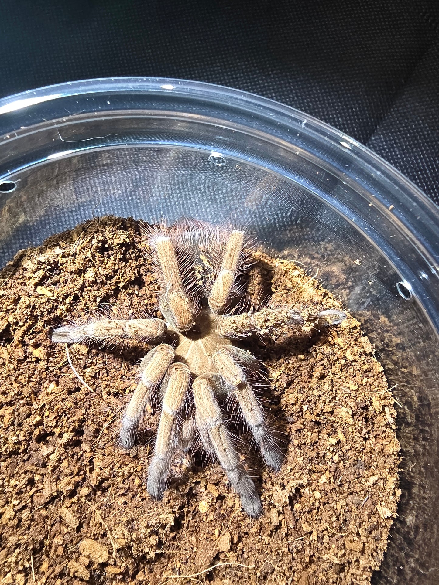 Pamphobeteus sp. mascara (Mascara birdeater)