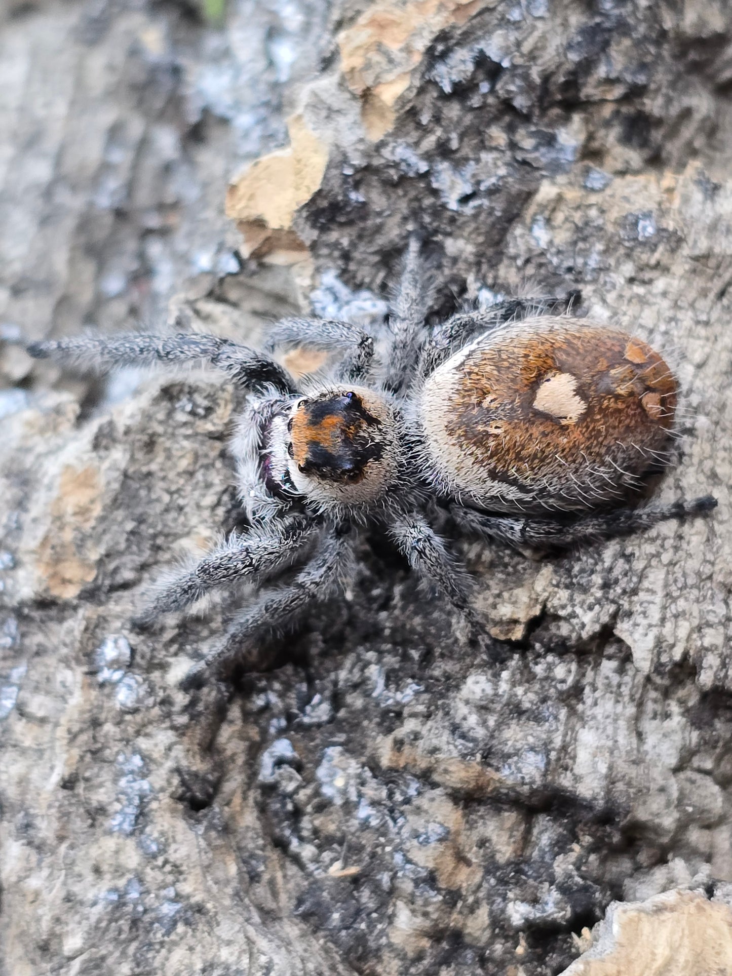 Phidippus regius "Ruby" #7F5