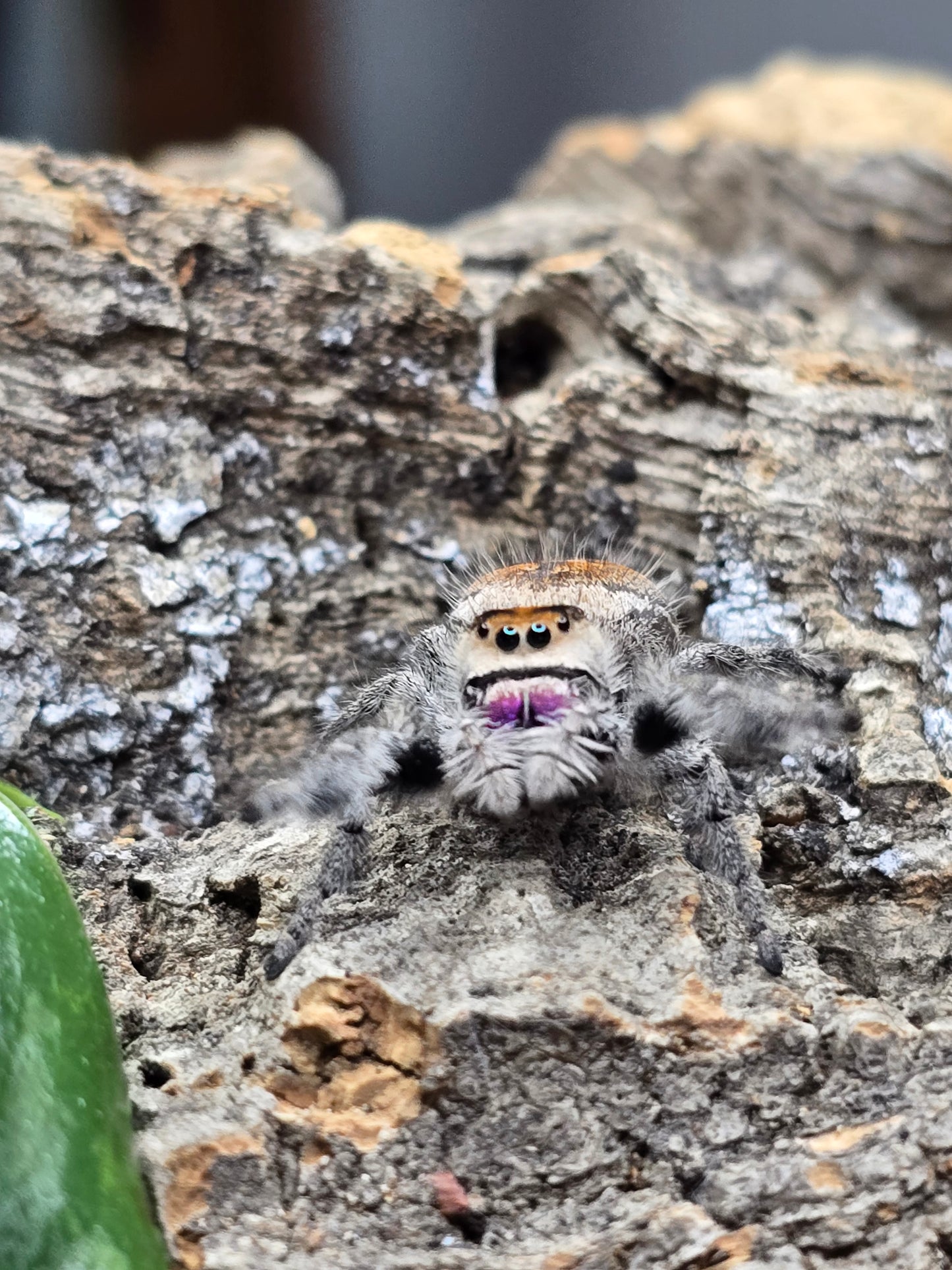 Phidippus regius "Ruby" #7F5