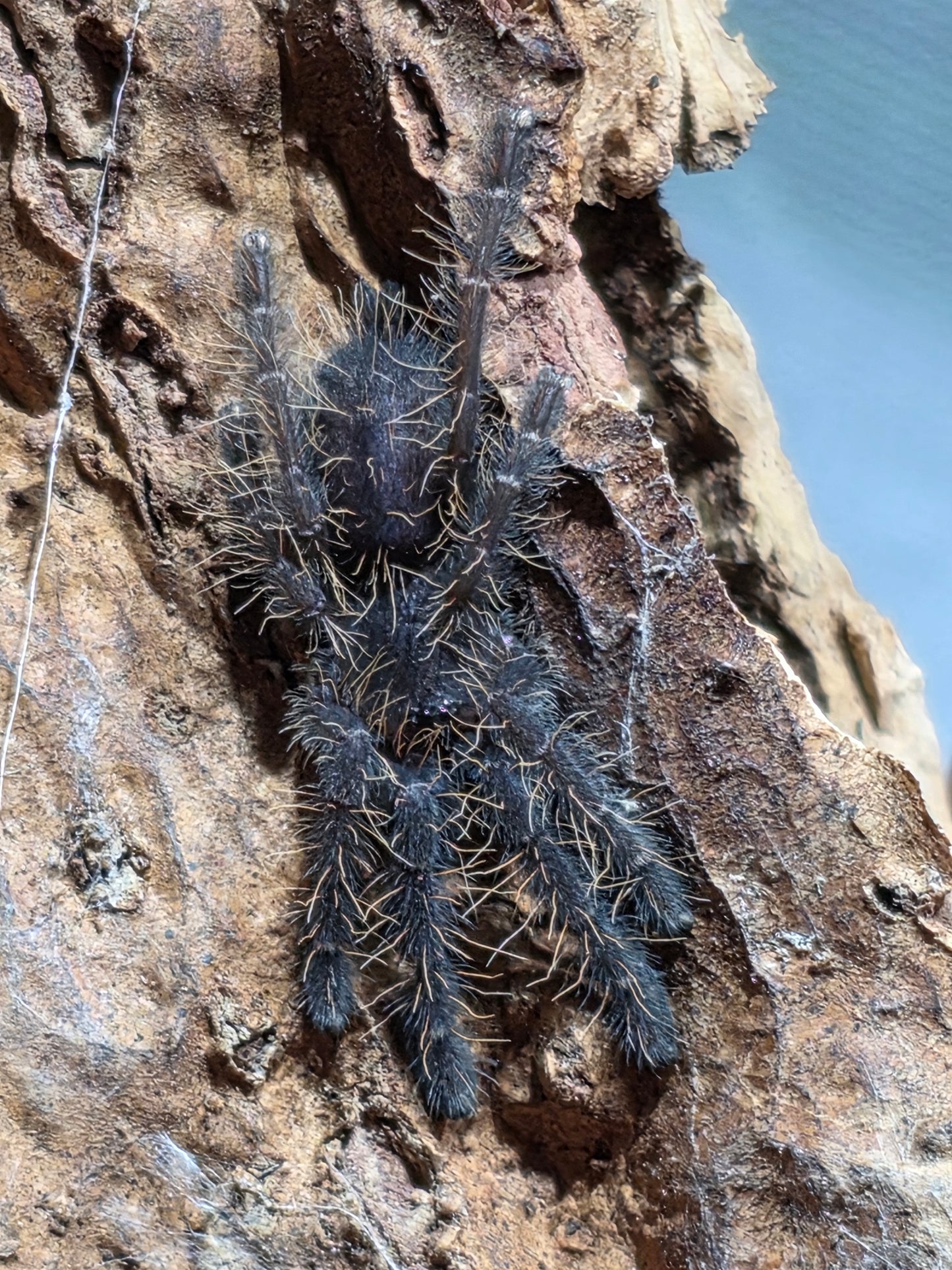 Omothymus sp 'Valhalla' (Emerald Shadow Tree Spider)