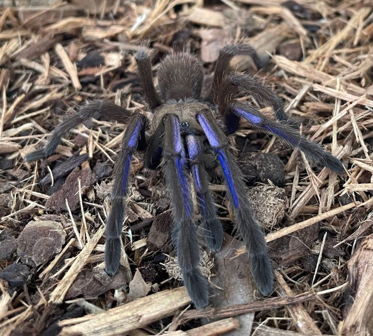 Chilobrachys natanicharum (Electric blue)