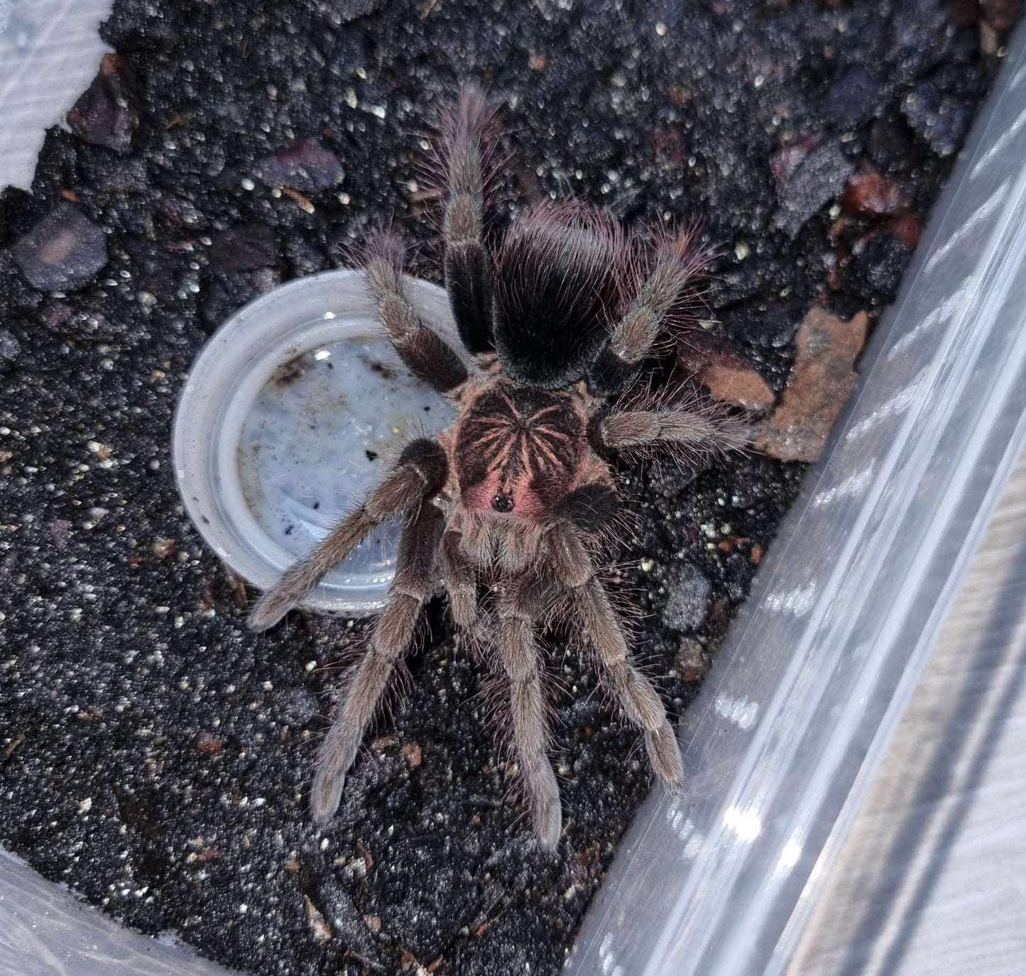 Pamphobeteus fortis (Columbian Giant Copperhead)