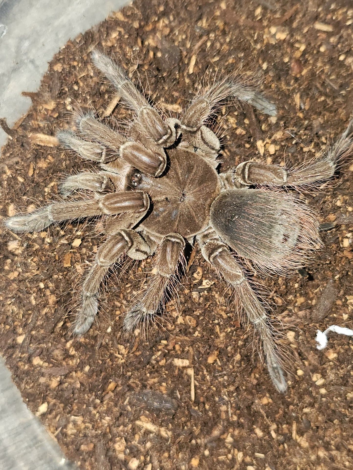 Theraphosa stirmi (Burgundy goliath birdeater)