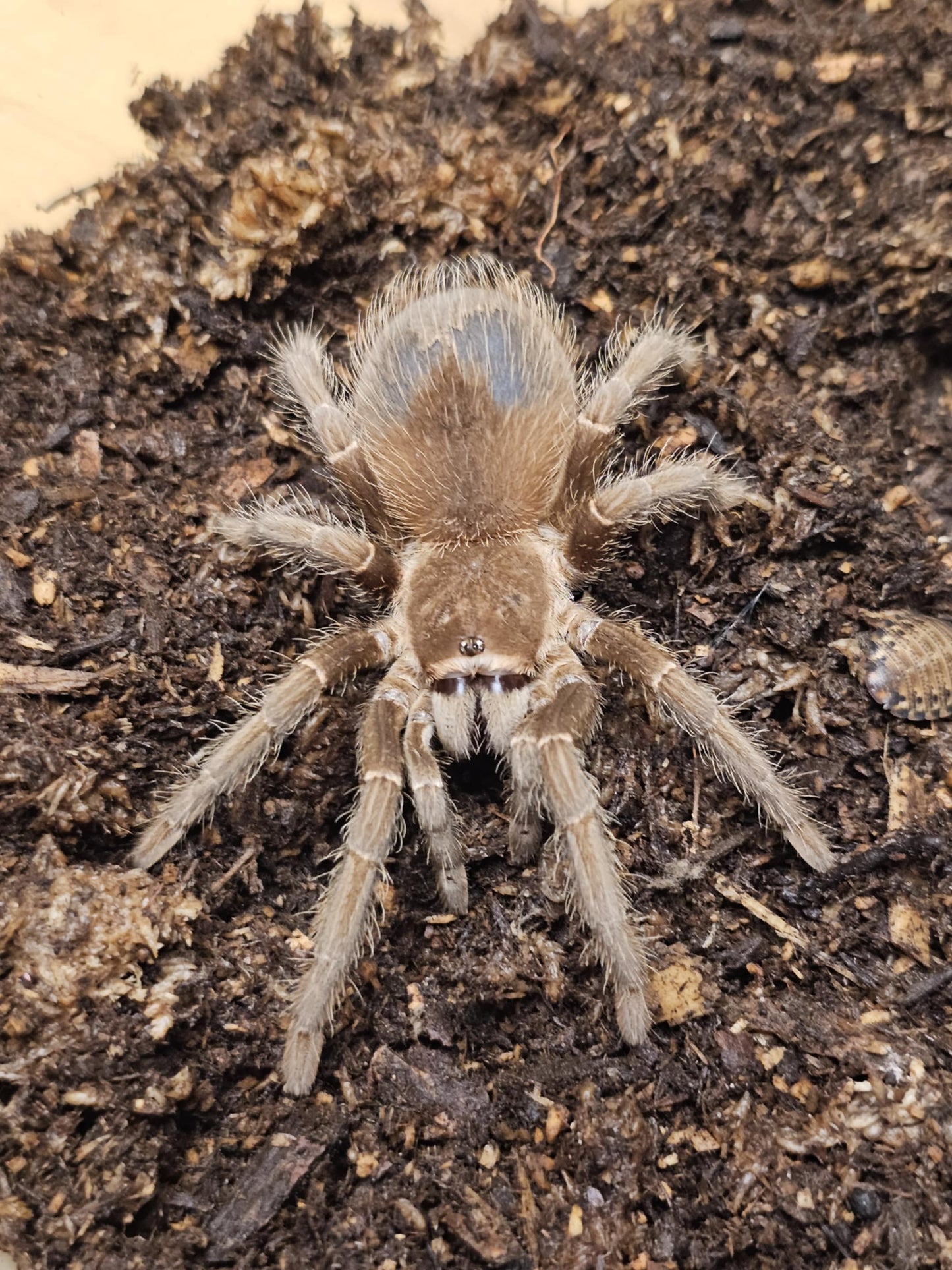 Lasiodora parahybana