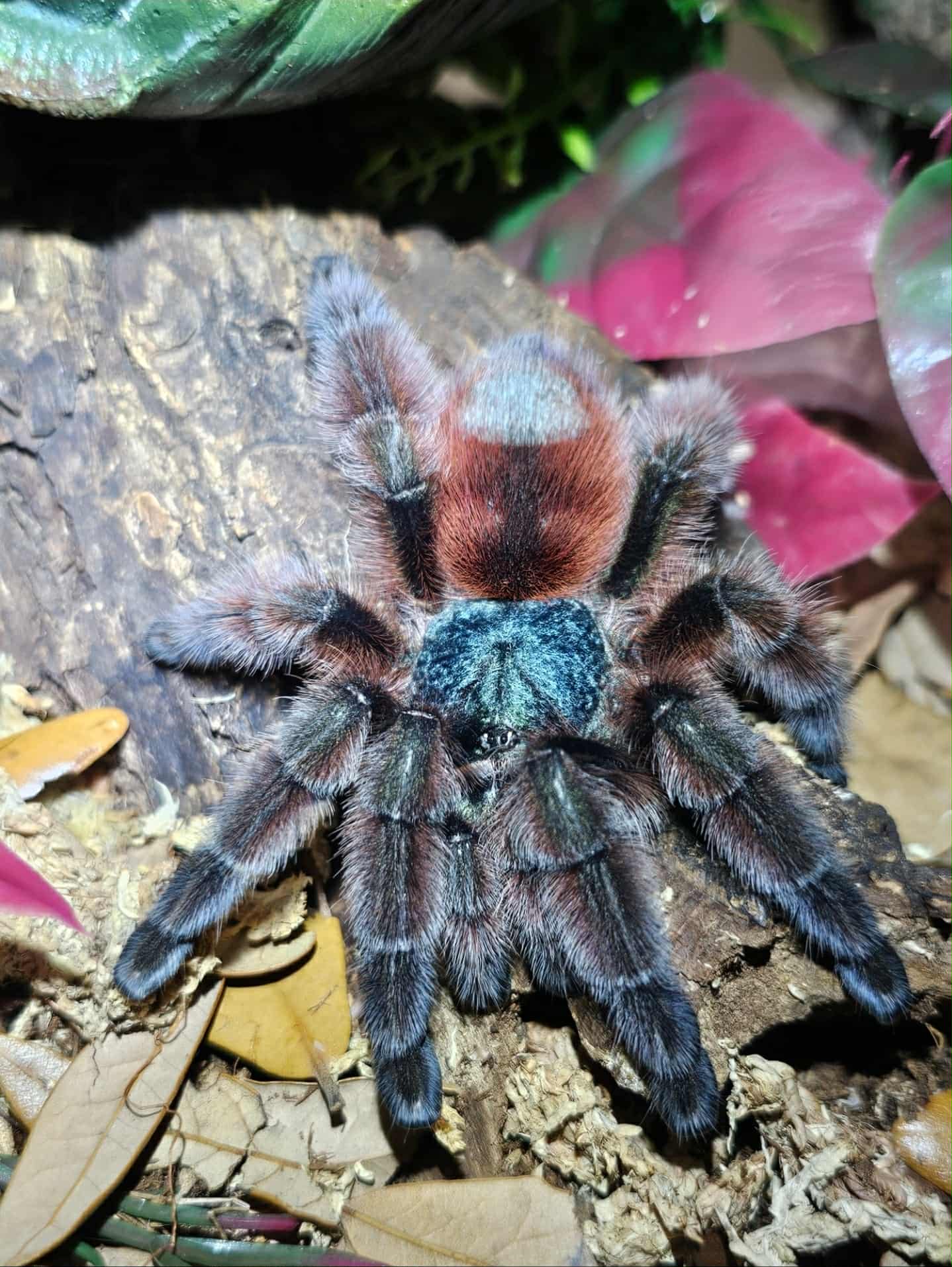 Caribena versicolor (Antilles pink toe)