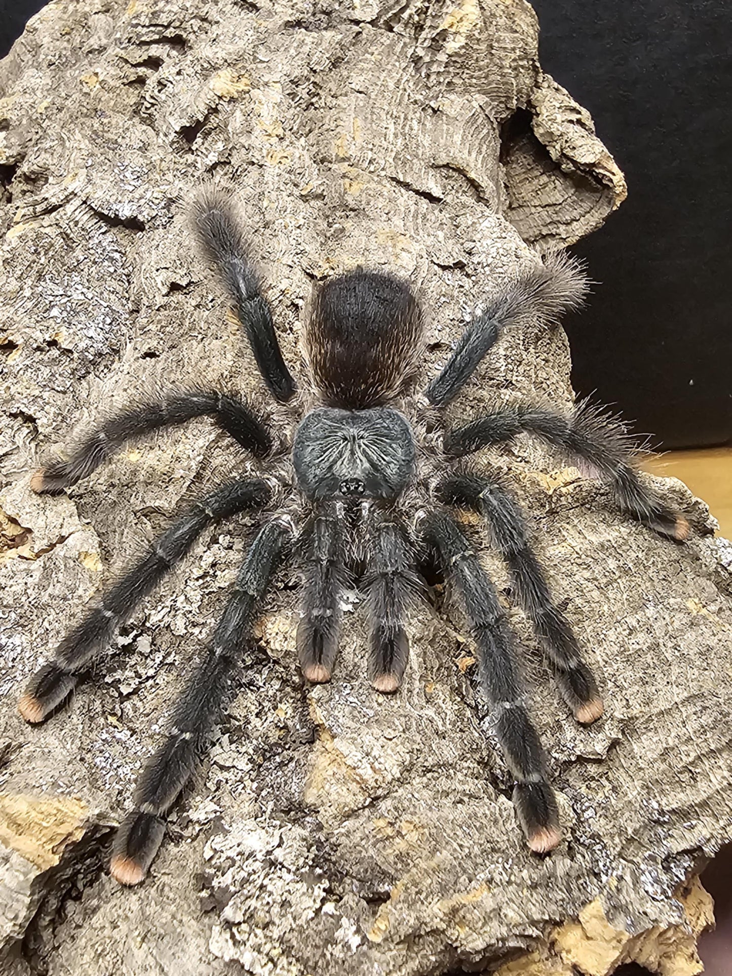 Avicularia avicularia M1 (Pink toe)