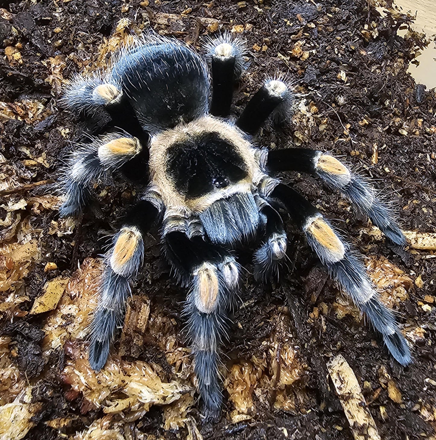 Brachypelma hamorii