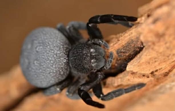 Eresus walckenaeri (Velvet Spider)