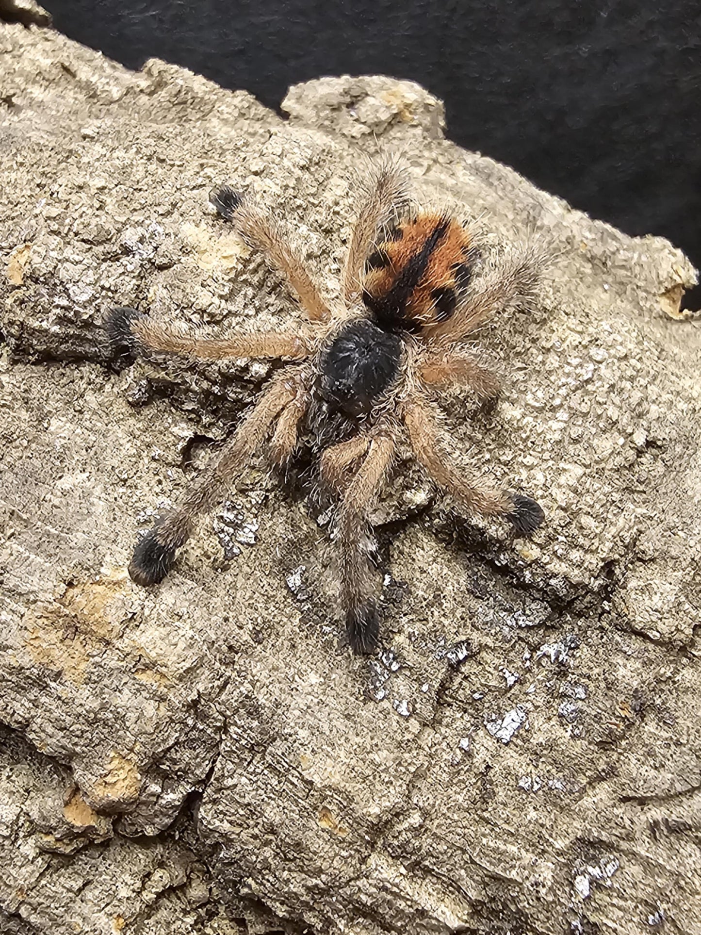Avicularia avicularia M6 sling (Metallic pink toe)