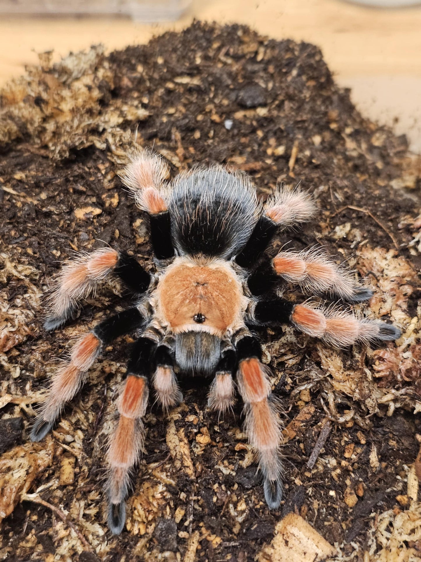 Brachypelma boehmei