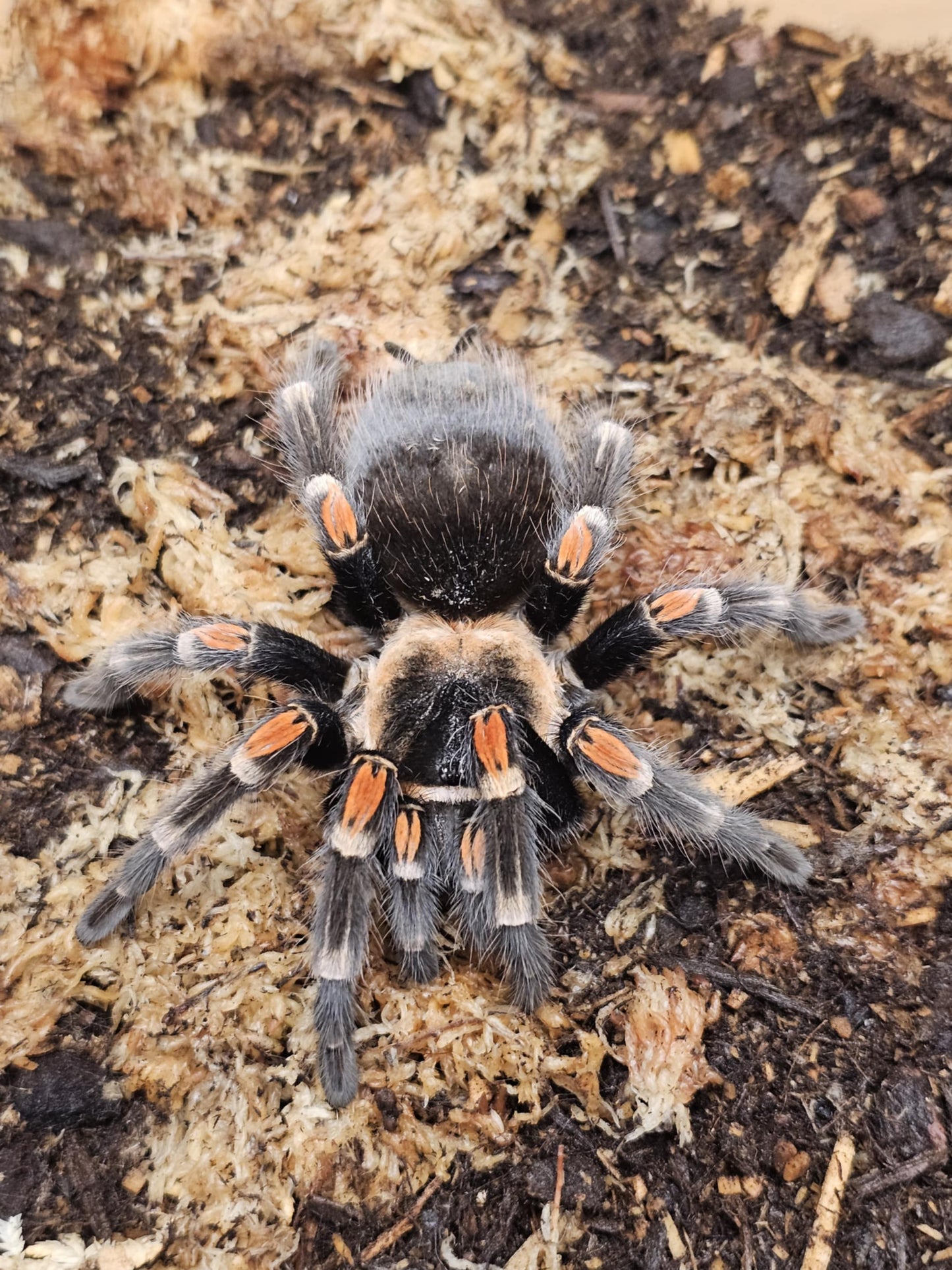 Brachypelma auratum (Mexican flame knee)