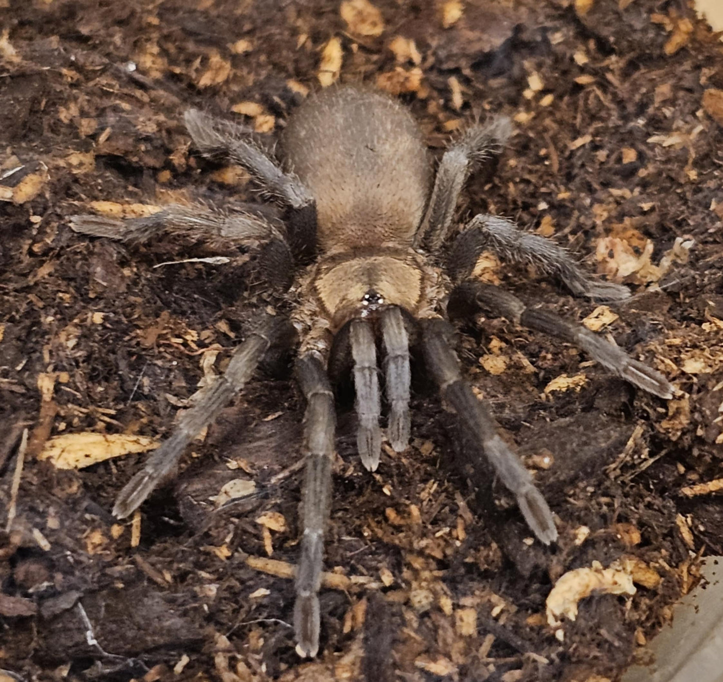 Chaetopelma olivaceum (Middle east black)