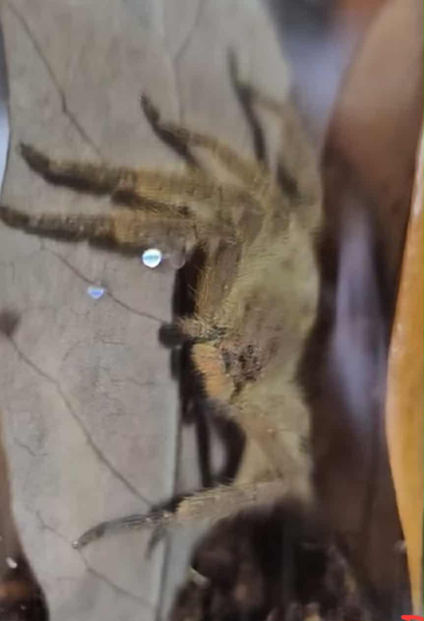 Heteropoda pingungensis (Pingtung huntsman)