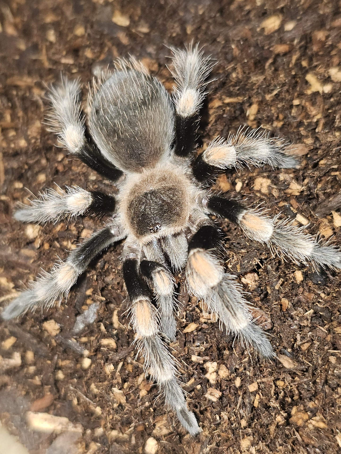 Brachypelma hamorii (Mexican red knee)