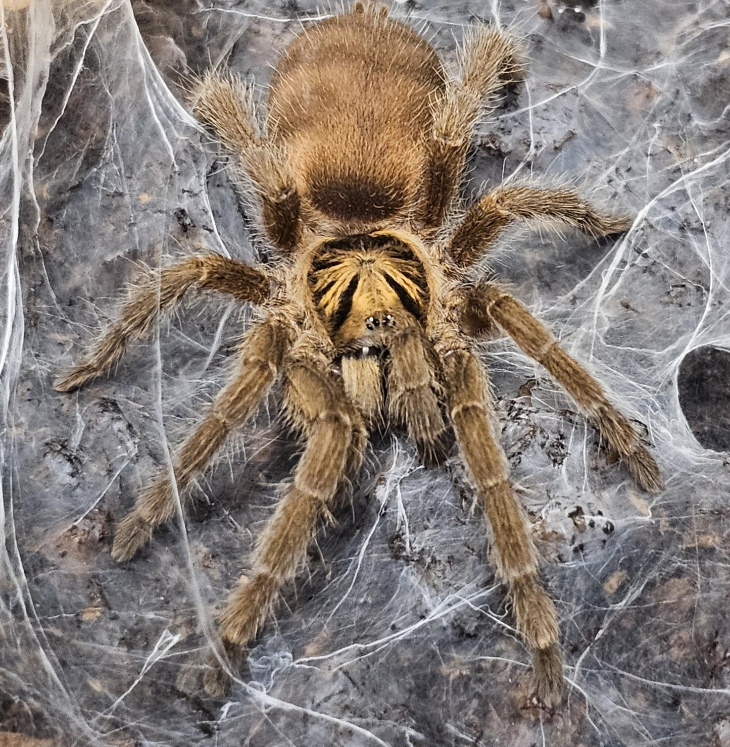 Neoholothele incei olive