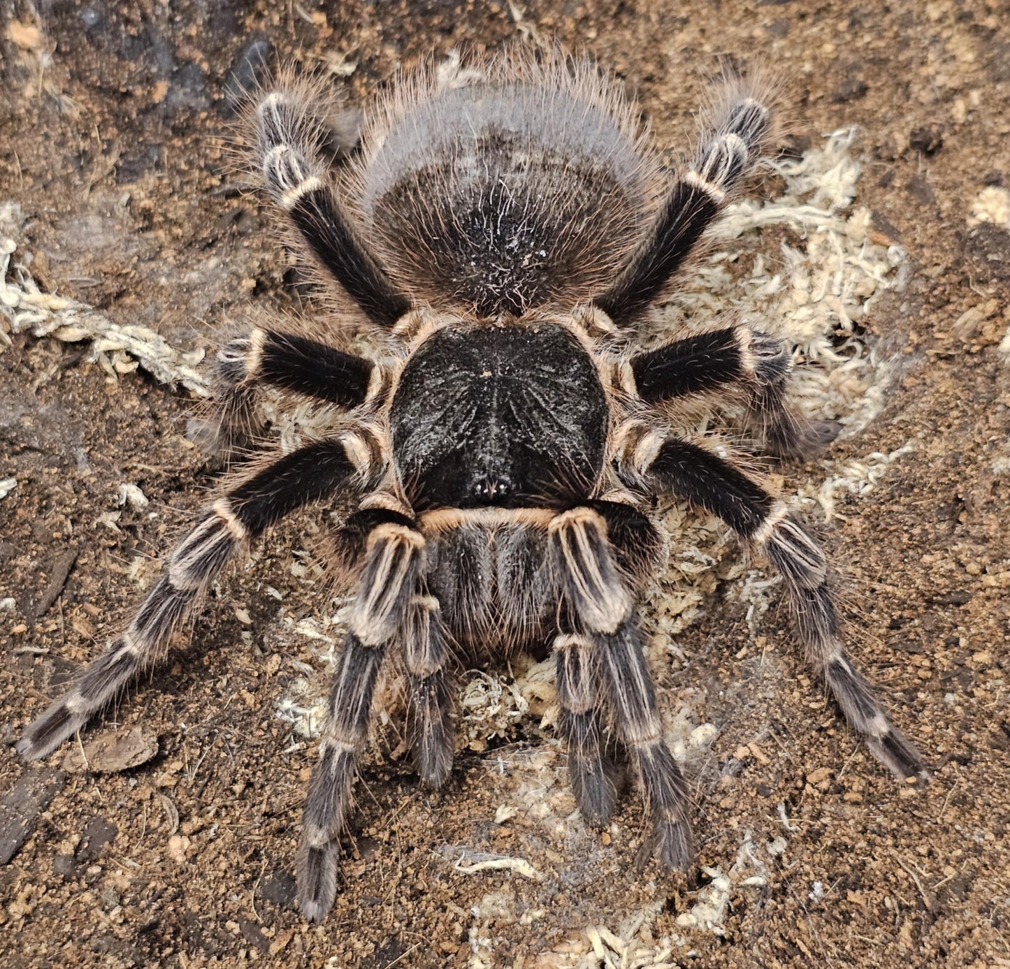 Acanthoscurria geniculata