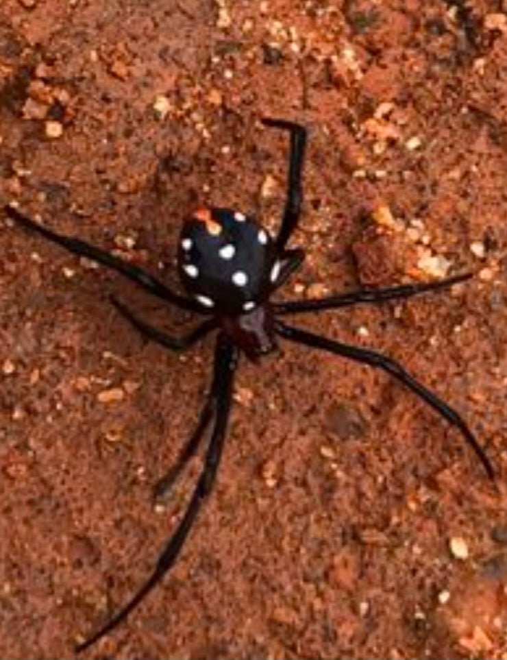 Latrodectus menavodi (Madagascar widow) FEMALE