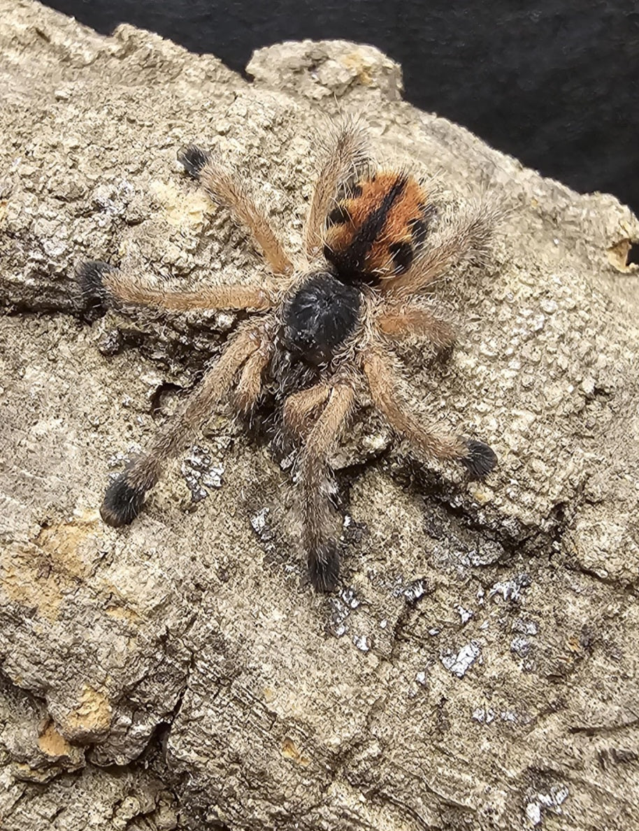 Avicularia avicularia M6 (Metallic pink toe)