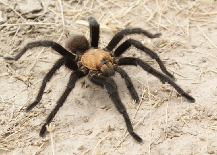 Aphonopelma hentzi (Texas brown)