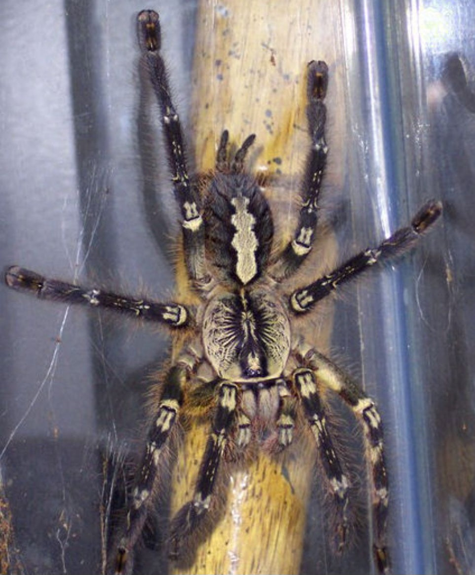 Poecilotheria ornata (Fringed ornamental) NC SALES ONLY