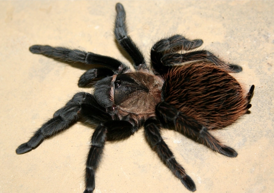 Tliltocatl verdezi (Mexican rose grey)