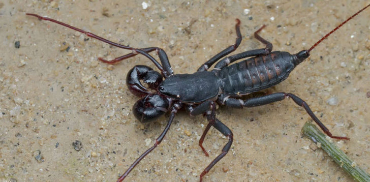 Vinegaroon (Whip Scorpion)