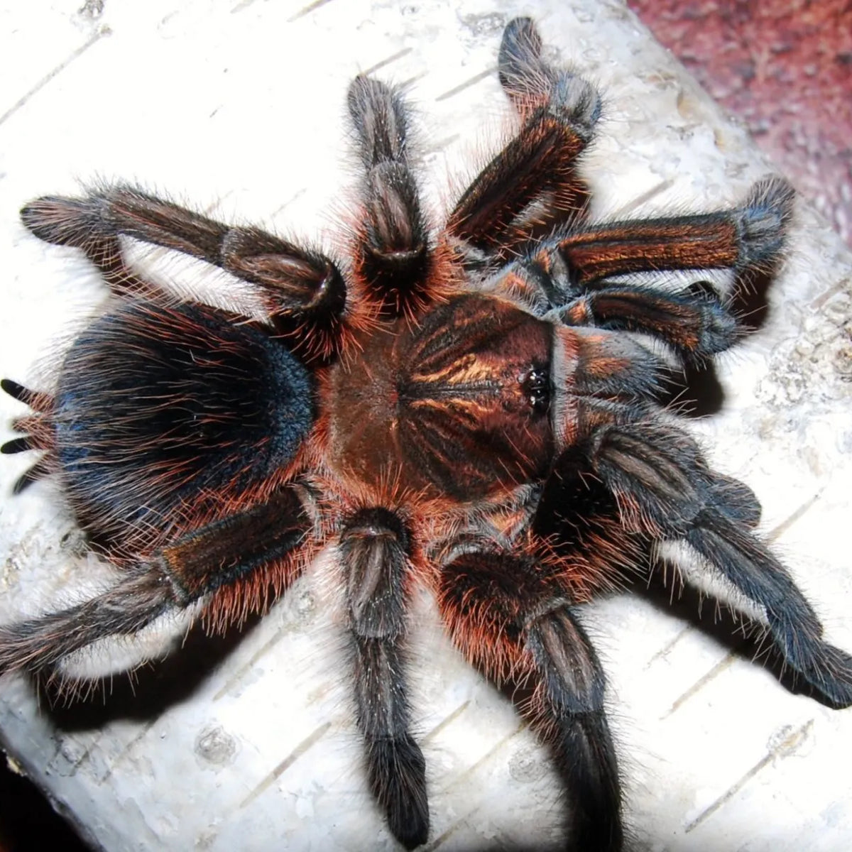 Phormictopus atrichomatus (Red island bird-eater)