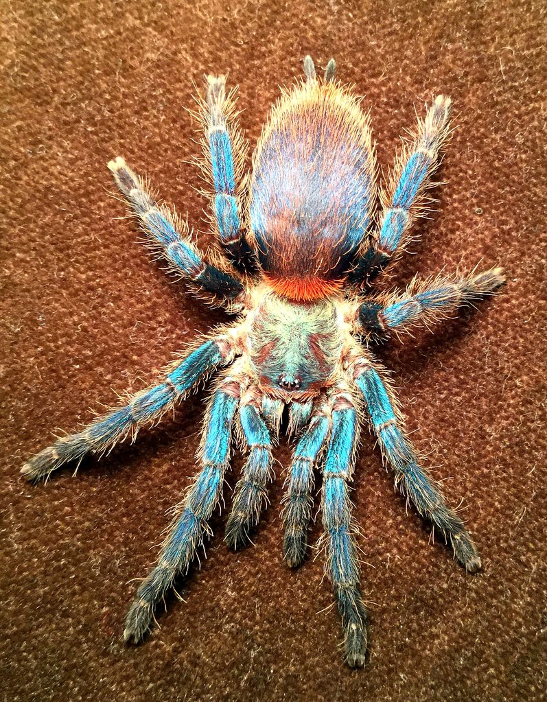 Dolichothele diamantinensis (Brazilian blue dwarf beauty)