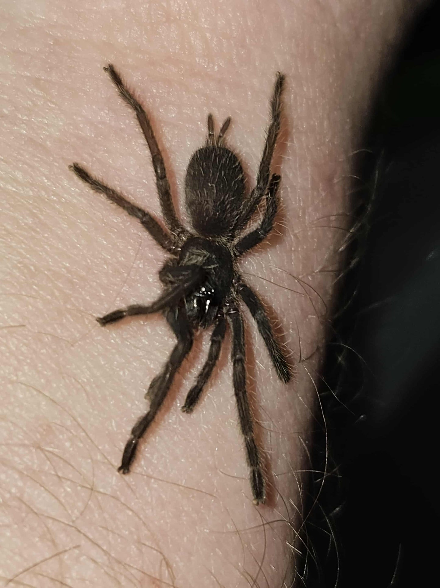 Chilobrachys dyscolus (Vietnam Blue)