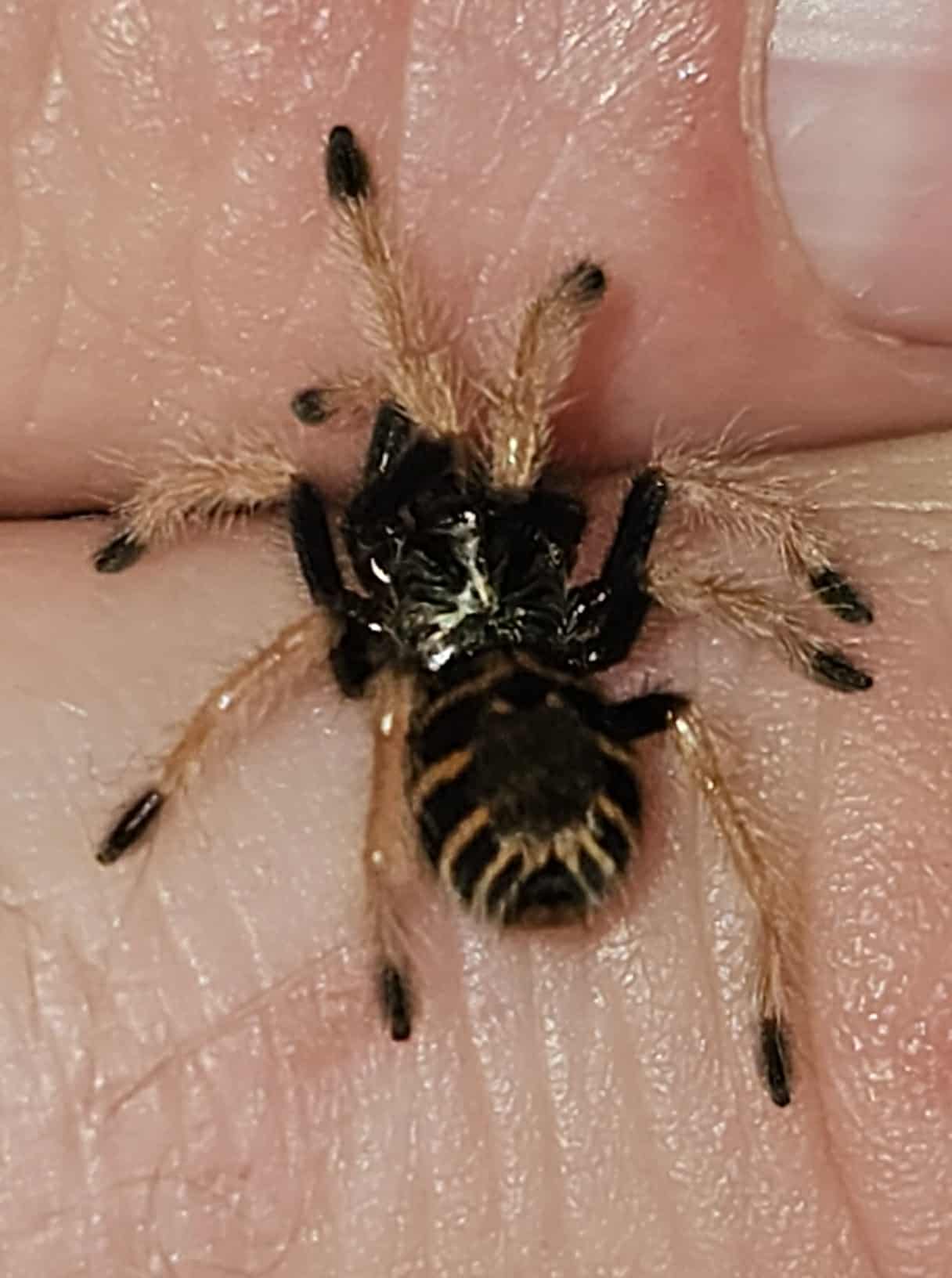 Chromatopelma cyaneopubescens (Green Bottle Blue)