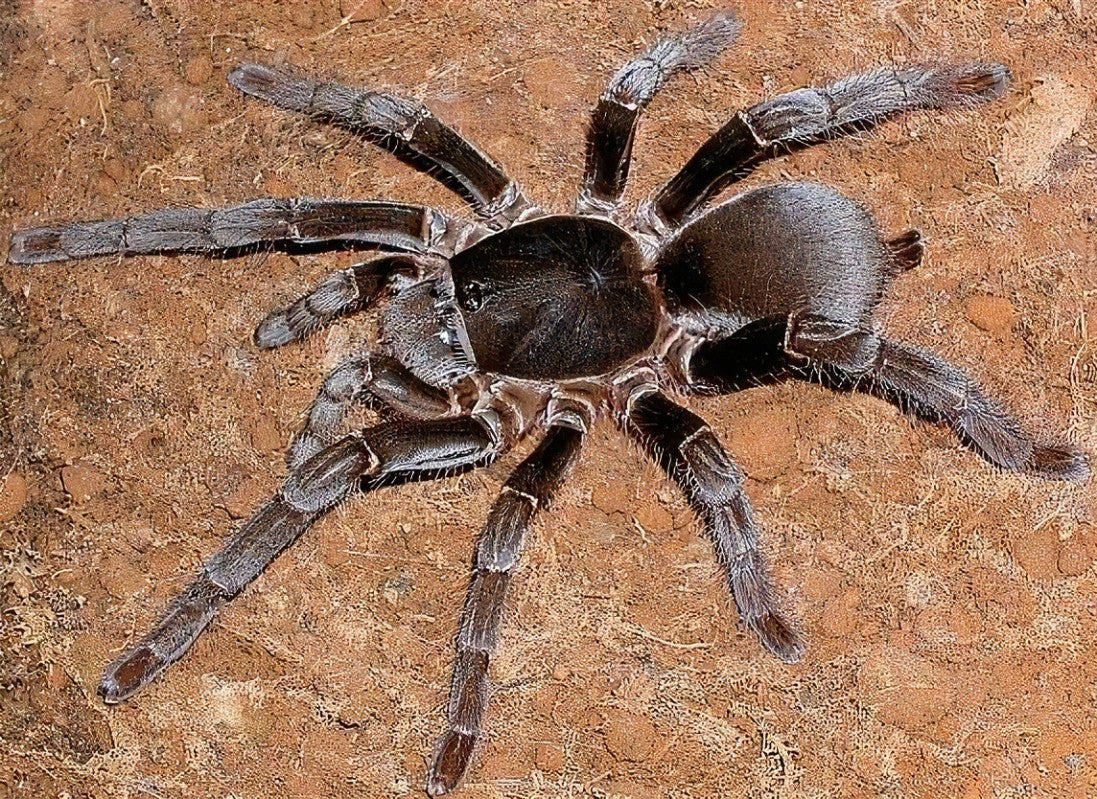 Hysterocrates gigas (Cameroon red baboon)