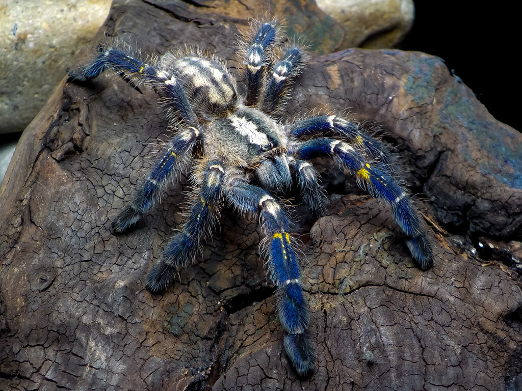 Poecilotheria metallica (Gooty Sapphire)