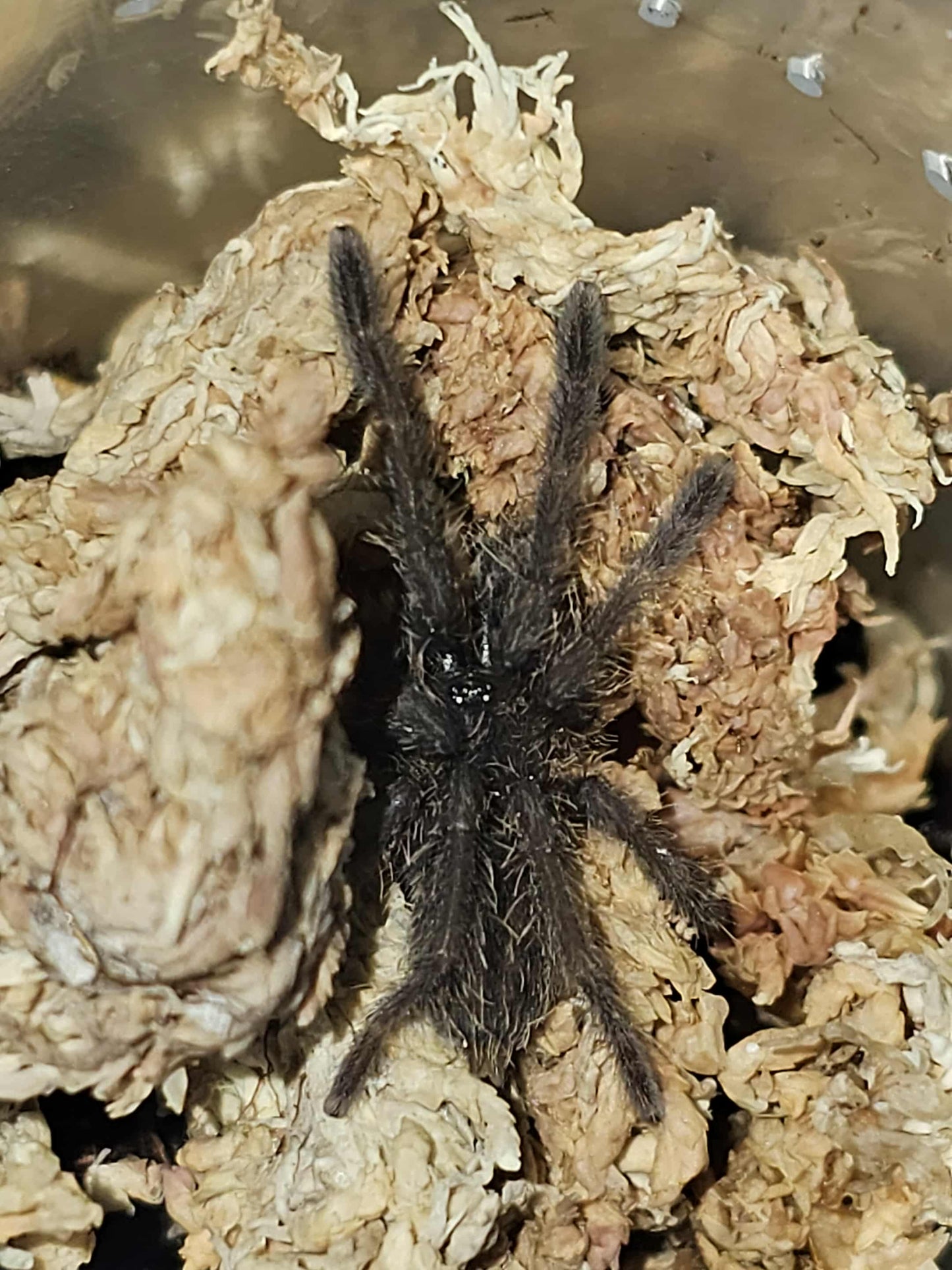 Cyriopagopus sp 'Nhen Dep' (Nhen Dep Earth Tiger)