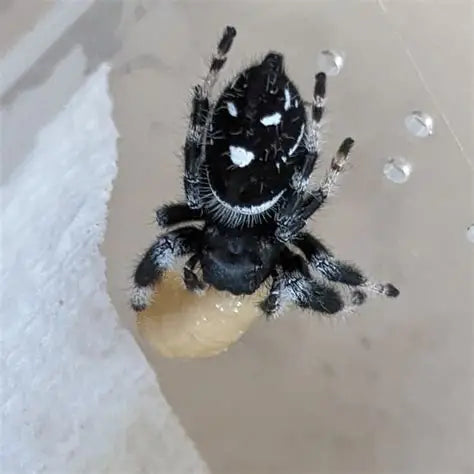 Phidippus regius-peach color