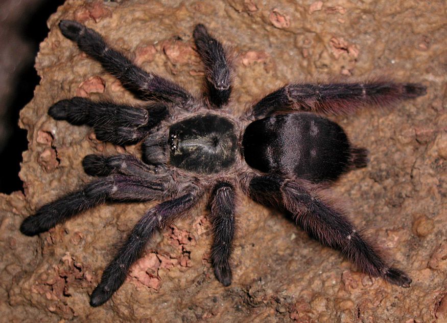 Tapinauchenius plumipes (Purple tree spider)