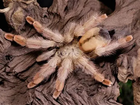 Psalmopoeus pulcher (Panama blonde)