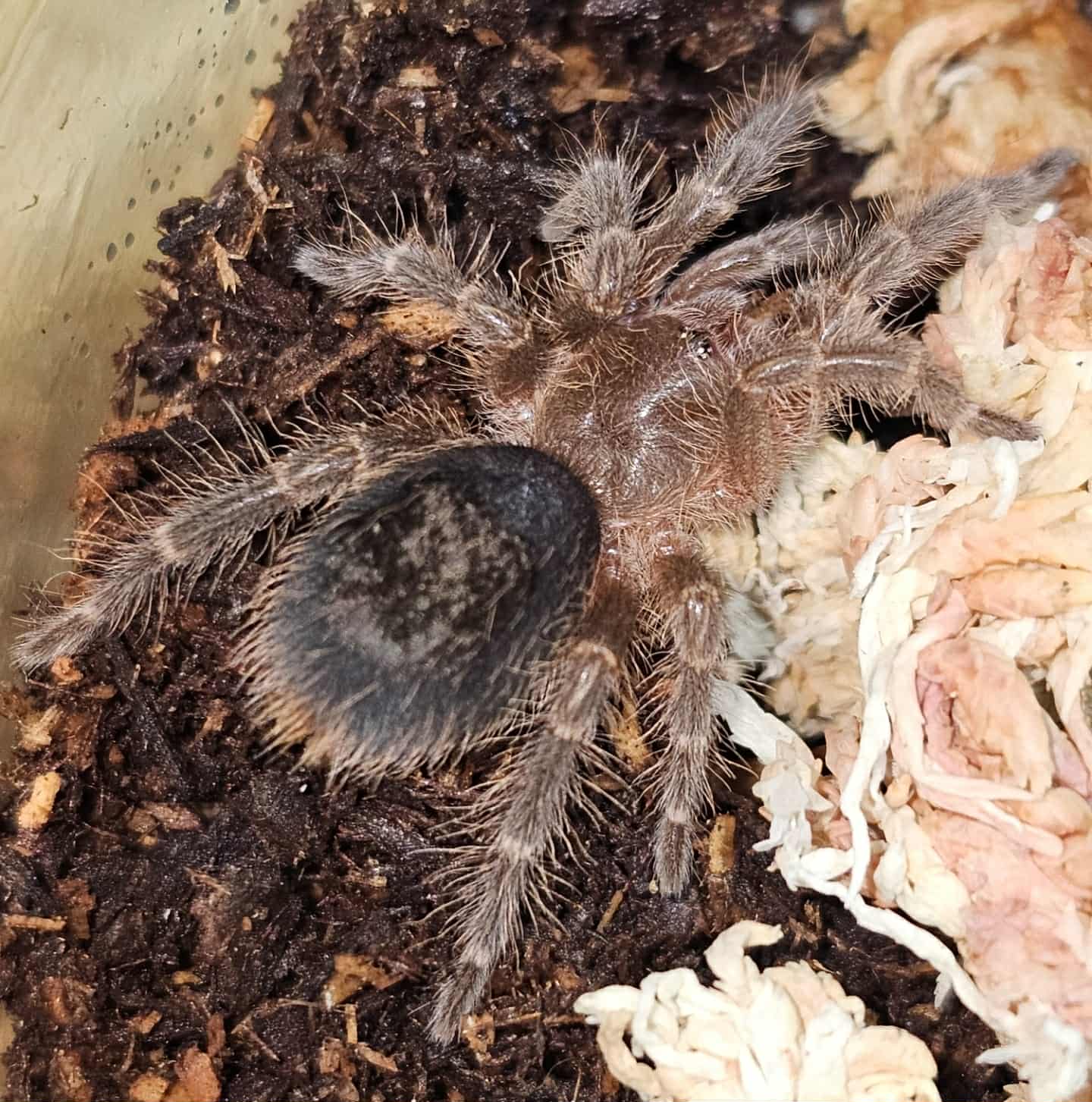 Grammostola pulchripes (Chaco golden knee)