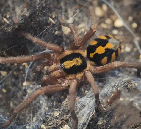 Hapalopus formosus (Pumpkin patch)