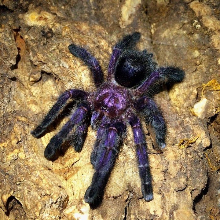 Avicularia purpurea (Purple pink toe)