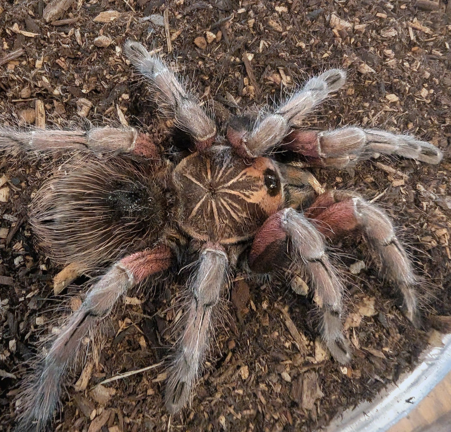 Pamphobeteus machala (Purple bloom)