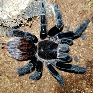 Tliltocatl schroederi (Mexican black velvet)