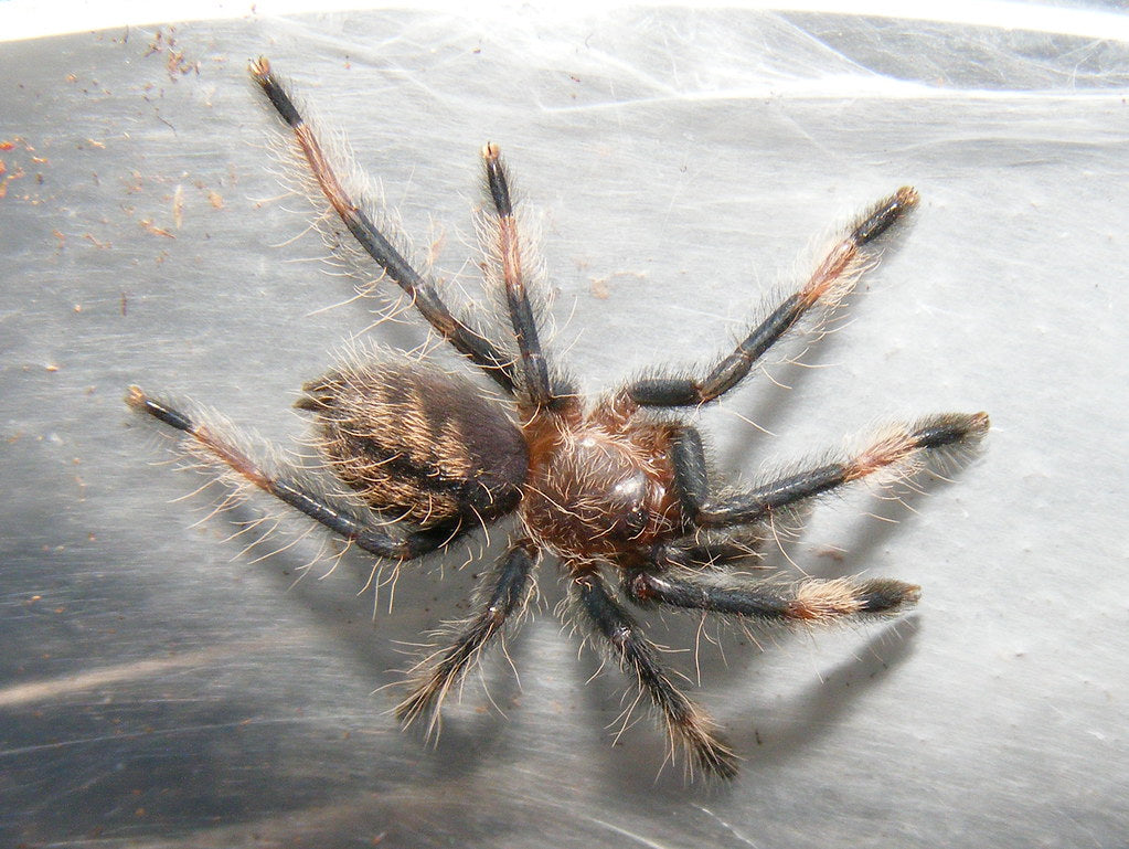 Psalmopoeus cambridgei (Trinidad chevron)